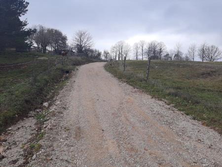 Palčje poljska pot proti Marjeti